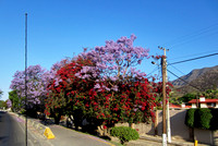 Les beaux arbres bleu violacé du printemps, les jacarandas