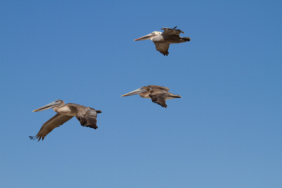 Pélicans bruns -- Brown pelicans