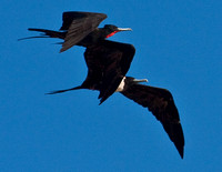 "Frégates superbes", mâle et femelle, à Melaque-- "Magnificent Frigatebirds", male and female, in Melaque.