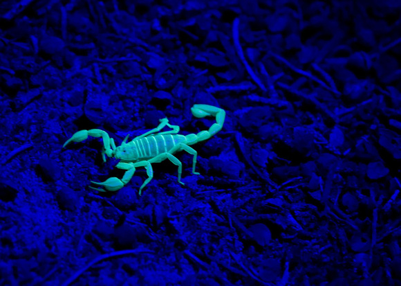 Scorpion lors d'une promenade guidée la nuit à Petrified Forest State Park, Escalante --- Scorpio on a guided tour at night at Petrified Forest State Park, Escalante
