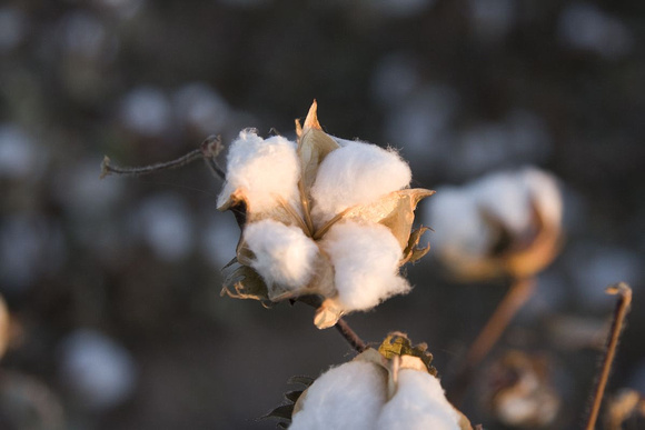 Il y a des champs de coton tout près. -- There are cotton fields close by.