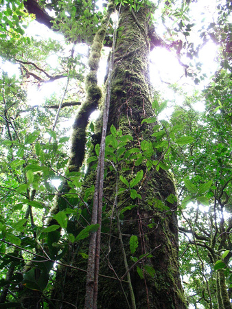 La forêt humide -- The rain forest