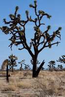The Joshua tree is the arborescent form of Yucca brevifolia.