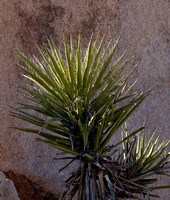 Another type of yucca.