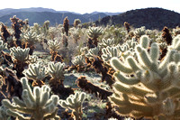 Caution! The cacti have incredibly sharp, hooked needles. It is easy to brush against one.