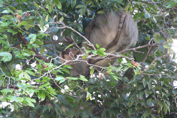 Si vous regardez attentivement dans le haut des arbres, vous apercevrez peut-être un paresseux à trois griffes.... -- If you look closely on top of the trees, you might see a three-toed sloth...