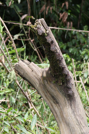 Minuscules chauves-souris sur un tronc d'arbre -- Tiny bats on a tree trunk