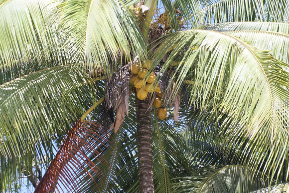 Cocotier vu d'en bas -- Coconut tree from the bottom
