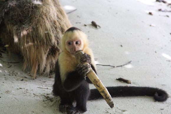 Ce sont les plus communs des quatre espèces de singes du Costa Rica. -- They are the most common of the four species of monkeys in Costa Rica.