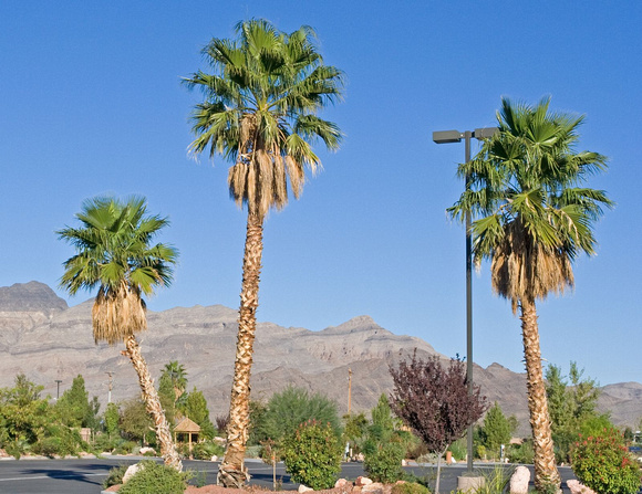 Magnifiques palmiers dans le stationnement. -- Beautiful palm trees in the parking lot.
