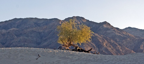 Arbre solitaire sur les dunes -- Lone tree on the dunes