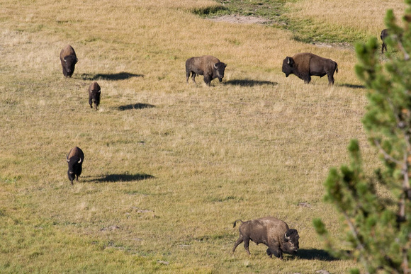 Des bisons partout, partout. -- Bisons everywhere