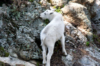 Chèvre de montagne dans le parc. --- Mountain goat kid in the park.