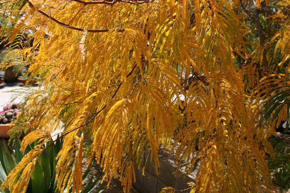 Couleurs d'automne au printemps ? -- Fall colours in the spring?