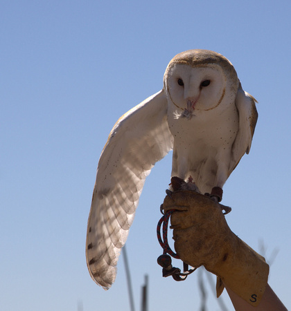 Demo de hibou se nourrissant et en vol -- Owl demo feeding and flying