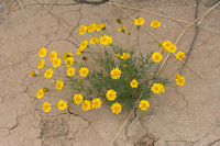 Souci du désert -- Desert marigold