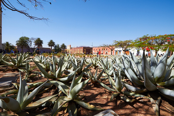 Les agaves, plantes de la tequila --- The agaves,the Tequila plants