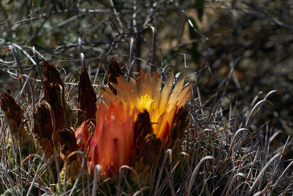 Fleur flamboyante du cactus baril -- Faming flower of the barrel cactus