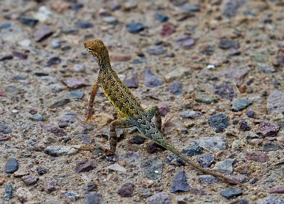 Petit lézard sur le sentier --- Small lizard on the trail