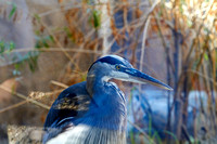Héron bleu -- Blue heron