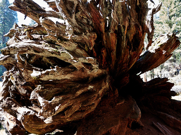 Les racines d'un séquoia déraciné -- The roots of a uprooted sequoia