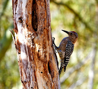 Pic -- Woodpecker