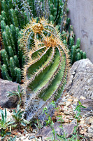 Cactus baril tordu --- Twisted barrel cactus