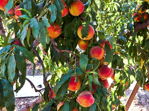 Verger de pêchers -- Peach orchard