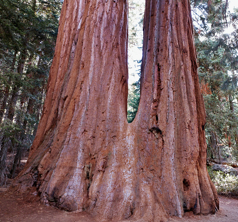 Séquoias jumeaux -- Twin sequoias