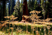 Les belles achilleas sur le sentier de sequoias --- The beautiful achilleas on the sequoia trail