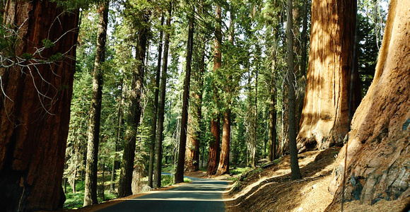 Septembre : Sequoia National Park
