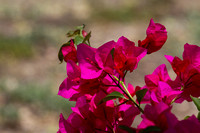 Bougainvillier