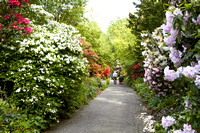 Promenade des rhododendrons -- Rhododendron walk
