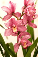 2011 Orchidées - Morelia en octobre