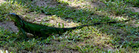 Iguane verte --- Green iguana