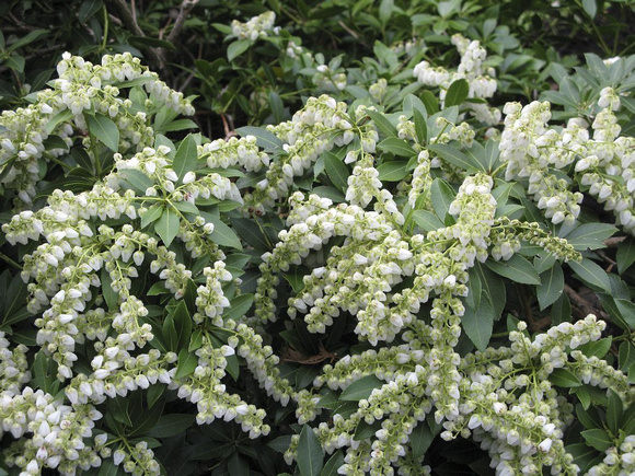 Andromède du Japon (Piéris)  --- Lily of the Valley shrub (Pieris)