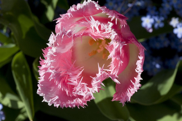 Les jardiniers plantent plus de 10 000 bulbes de tulipes. -- Gardeners plant over 100,000 tulip bulbs,