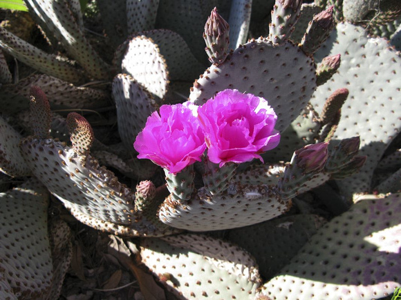 Les premières fleurs de cactus en mars. -- The first blooming cactus in March.
