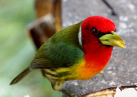 Cabézon à tête rouge mâle -- Male Red-headed Barbet