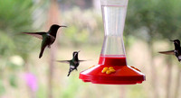 Il existe environ 330 espèces de colibris. -- There are about 330 species of hummingbirds.