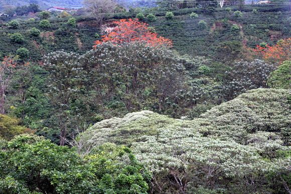 Nous avons été séduits par le paysage verdoyant du Costa Rica -- The lush landscape of Costa Rica is absolutely amazing.