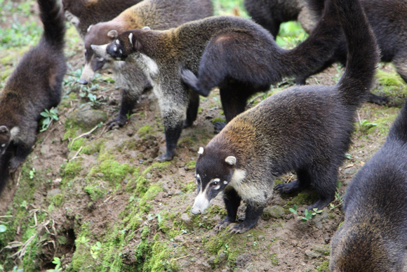 Les coatis sont des membres de la famille des ratons laveurs avec une longue queue dressée de 13 à 27 po. -- The coatis are members of the raccoon family with a long (13-27 in.) erect tail .