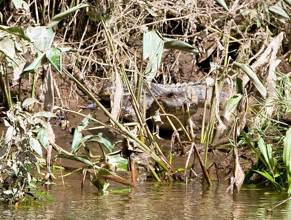 Le caïman, proche de l'alligator, se trouve en Amérique centrale et du Sud -- The caiman, close to the alligator, is found in Central and South America.