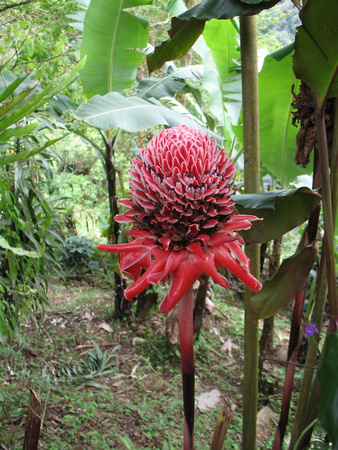 Gingembre tropical rouge -- Torch ginger