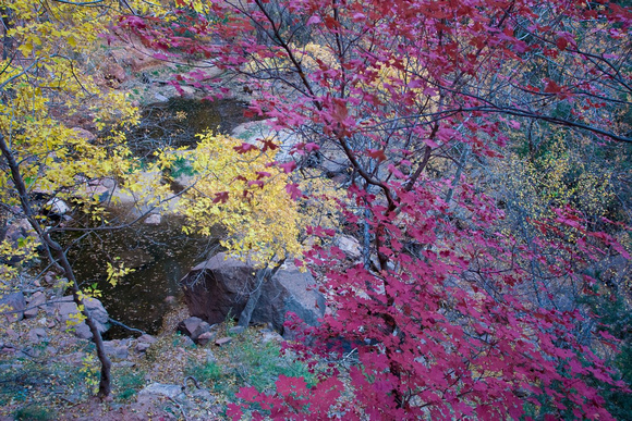 Heureux de voir des couleurs d'automne -- Happy to see autumn colours