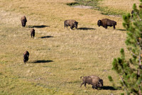 Des bisons partout, partout. -- Bisons everywhere