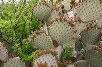 Cactus et buisson font un beau mariage --- Cactus and bush are a good match