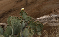 La première fois que l'on voit la fleur de cactus Santa Rita Prickly Pear -- This is the first time we see the flower of the Santa Rita Pricky Pear