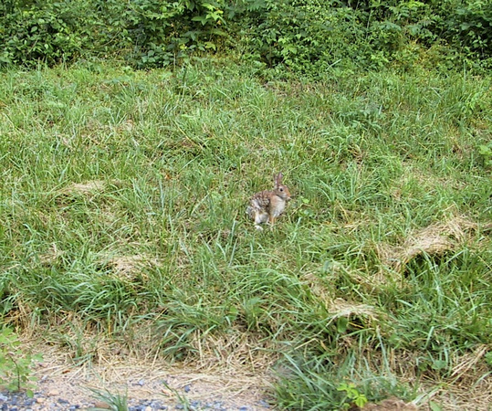 Small rabbit on the side of the road