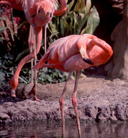 1977 Zoo de Los Angeles
